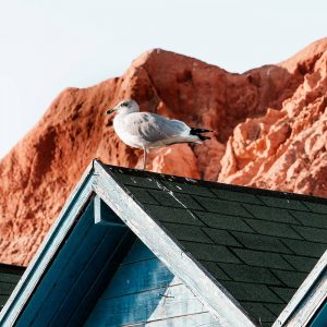 bleaching a roof